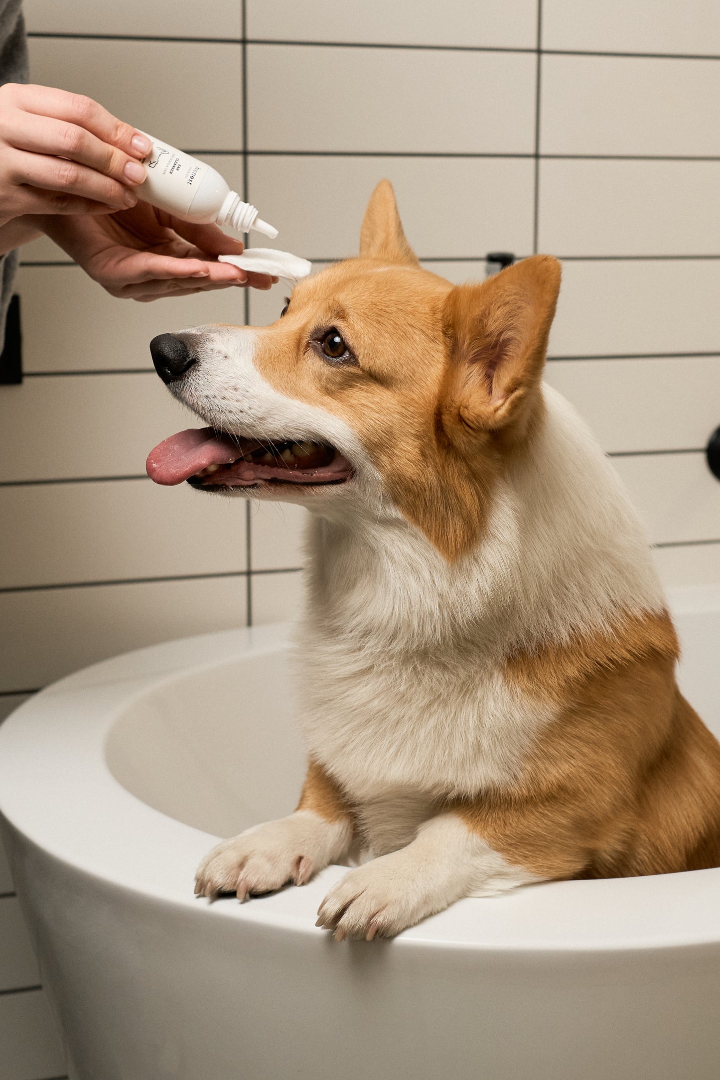 JAR for Pets — засіб для очищення вух для собак і котів